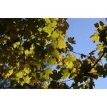 1_acer_barbatum-floridamaple.jpg