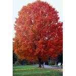 1_sugar-maple.jpg