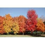 2_sugar-maple.jpg
