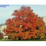 3_sugar-maple.jpg
