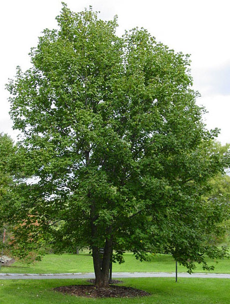 Sycamore Maple - Acer pseudo-platanus