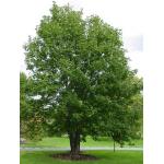 01_Acer_Pseudoplatanus.jpg