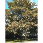 1_acer_pseudoplatanus.jpg