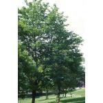 2_acer_pseudoplatanus.jpg
