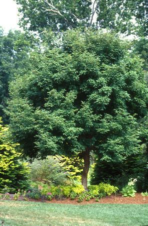 Three-flower Maple - Acer triflorum