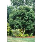 acer_triflorum-2.jpg