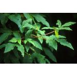 acer_triflorum-4.jpg