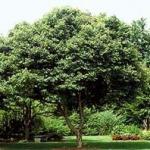 2_acer_buergeranum_.jpg