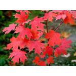 white-barked-maple.jpg