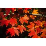 2_autumn-flame-red-maple.jpg.jpg
