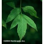 3_box_elder_maple.jpg