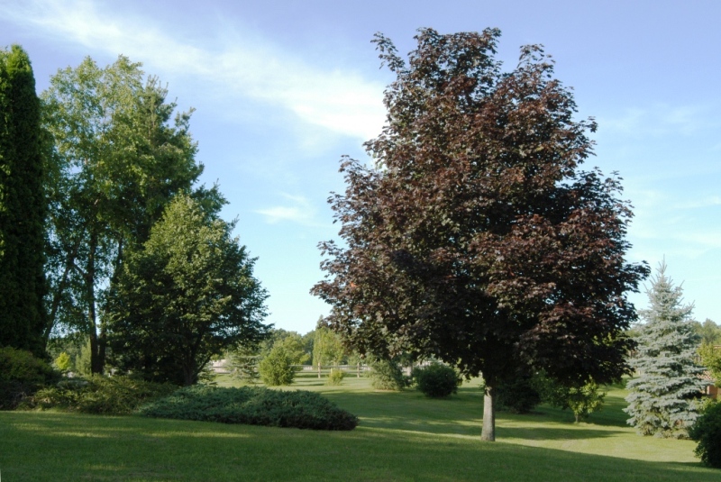 crimson king maple tree pictures