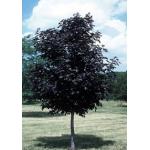 crimson-king-maple.gif
