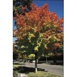 3-Green-Mountain-Sugar-Maple_big.jpg