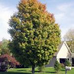 green_mountain_sugar_maple.jpg
