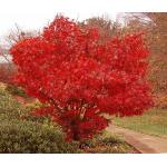 1_japanese_red_maple.jpg