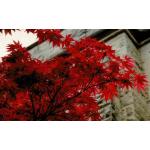 3_japanese_red_maple.jpg