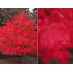 2-october_glory_red_maple.jpg