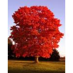 1-red-maple-acer-rebrum.jpg