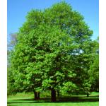 2_red_maple.jpg