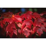 3_red_maple.jpg