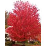 red-sunset-red-maple-tree-1.jpg
