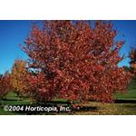 red_sunset_red_maple.jpg