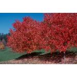 red_sunset_red_maple2.jpg
