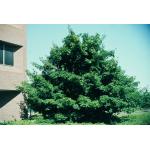 1-Shantung-Maple.jpg