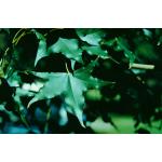 2-Shantung-Maple.jpg