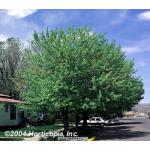 2_silver-maple.jpg