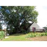 large-silver-maple-bower.JPG