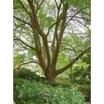 3_trident-maple.jpg