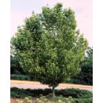 trident-maple.jpg